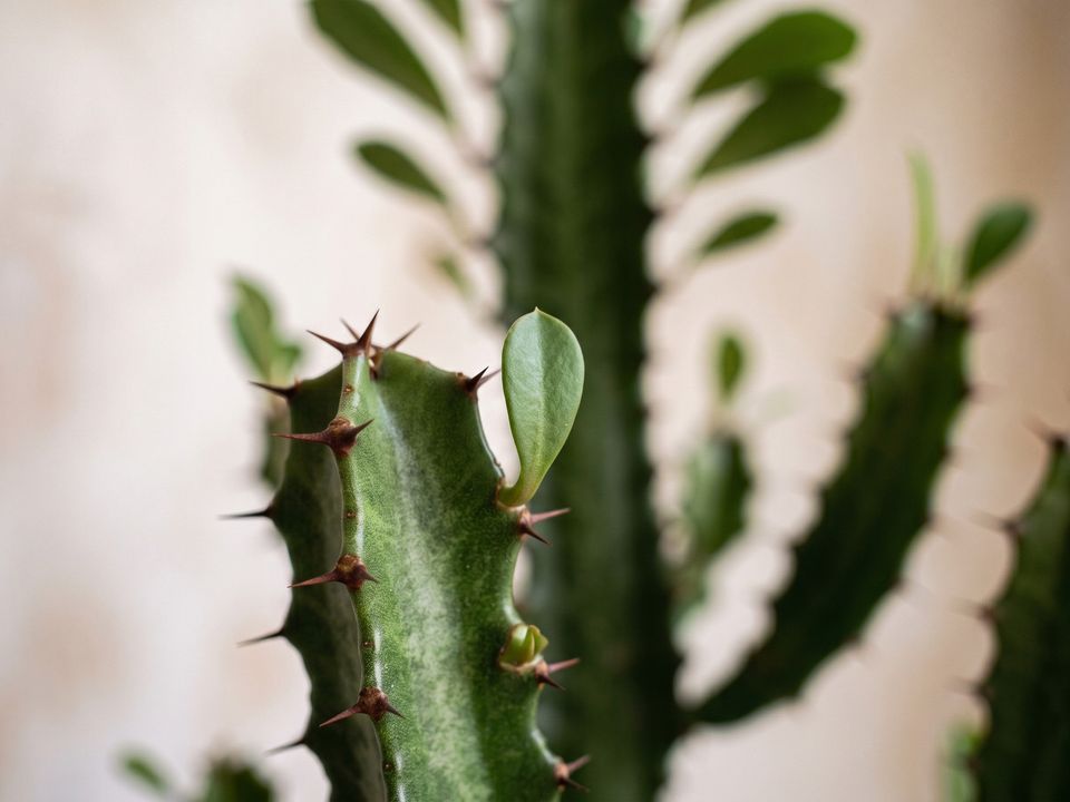 African Milk Tree, the leaf up close