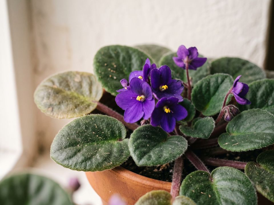 African Violet, the leaf up close