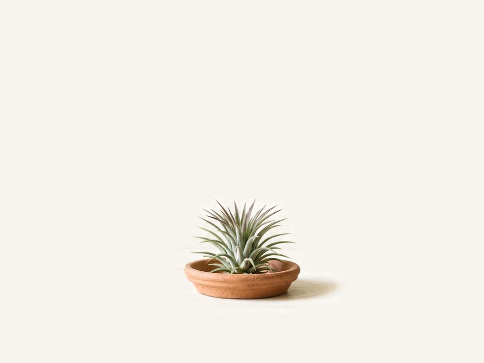 Tillandsia