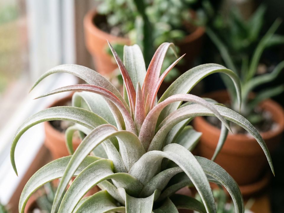 Air Plant, the leaf up close