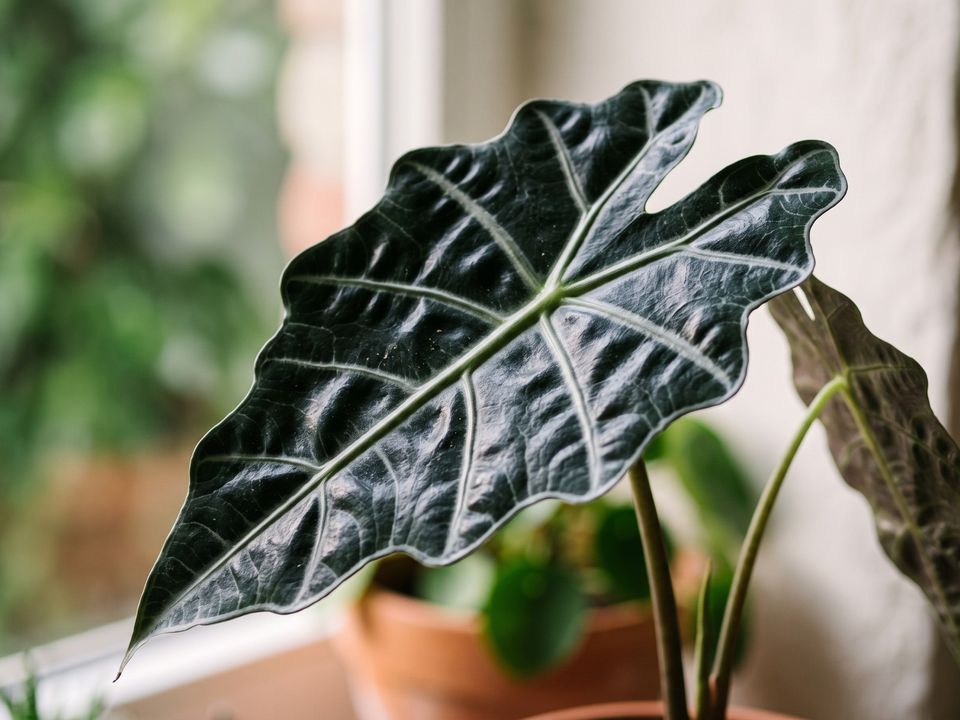 Alocasia Polly, the leaf up close