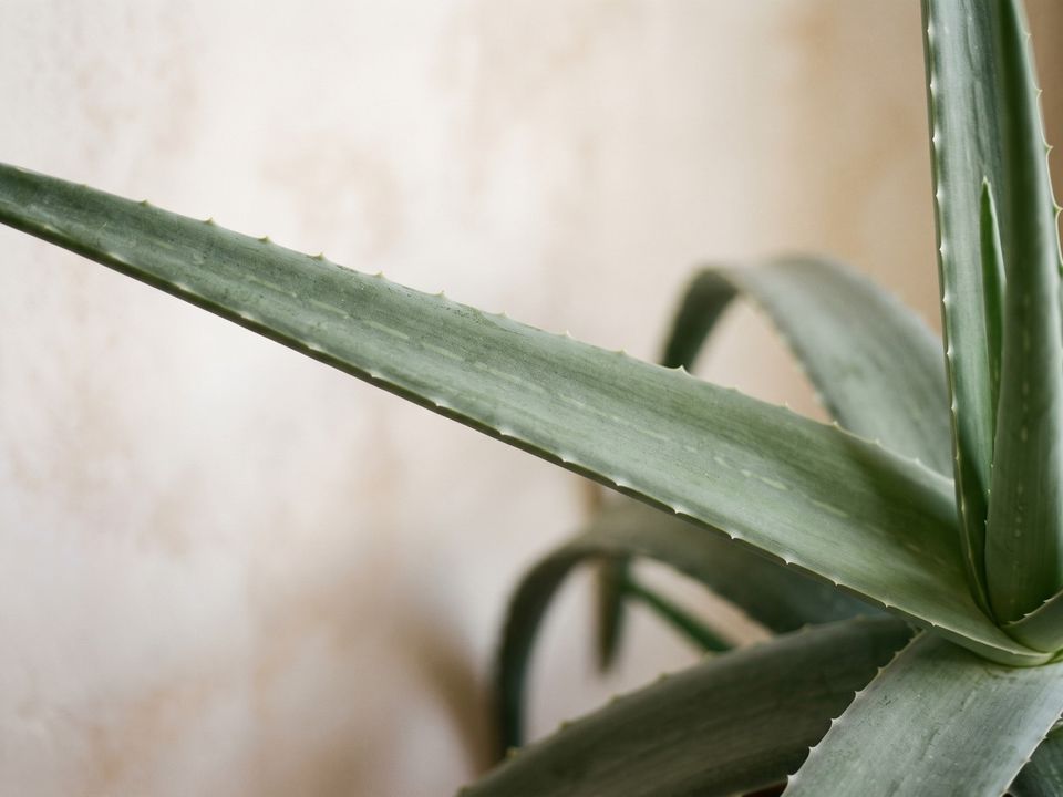Aloe Vera, the leaf up close