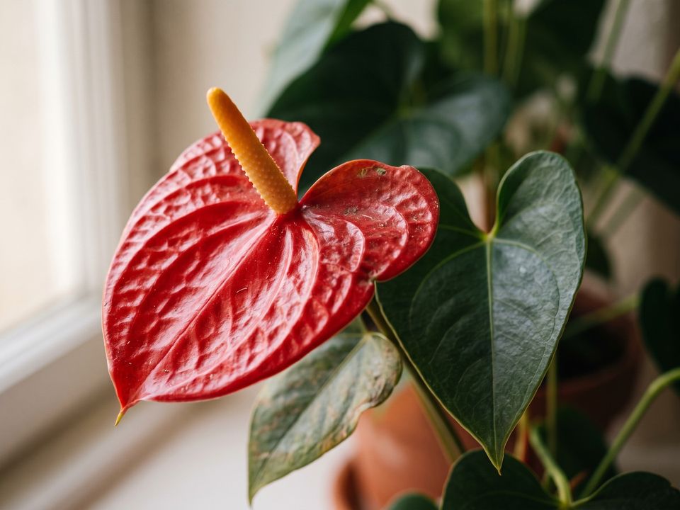 Anthurium, the leaf up close