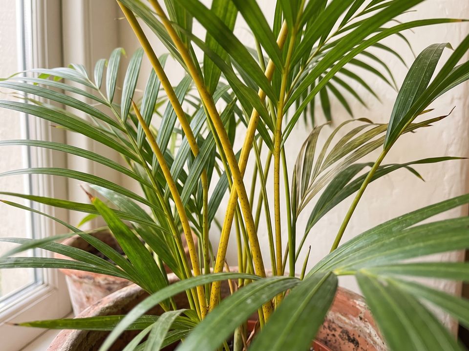 Areca Palm, the leaf up close