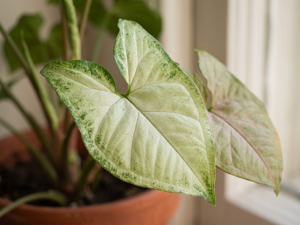 Arrowhead Plant, the leaf up close