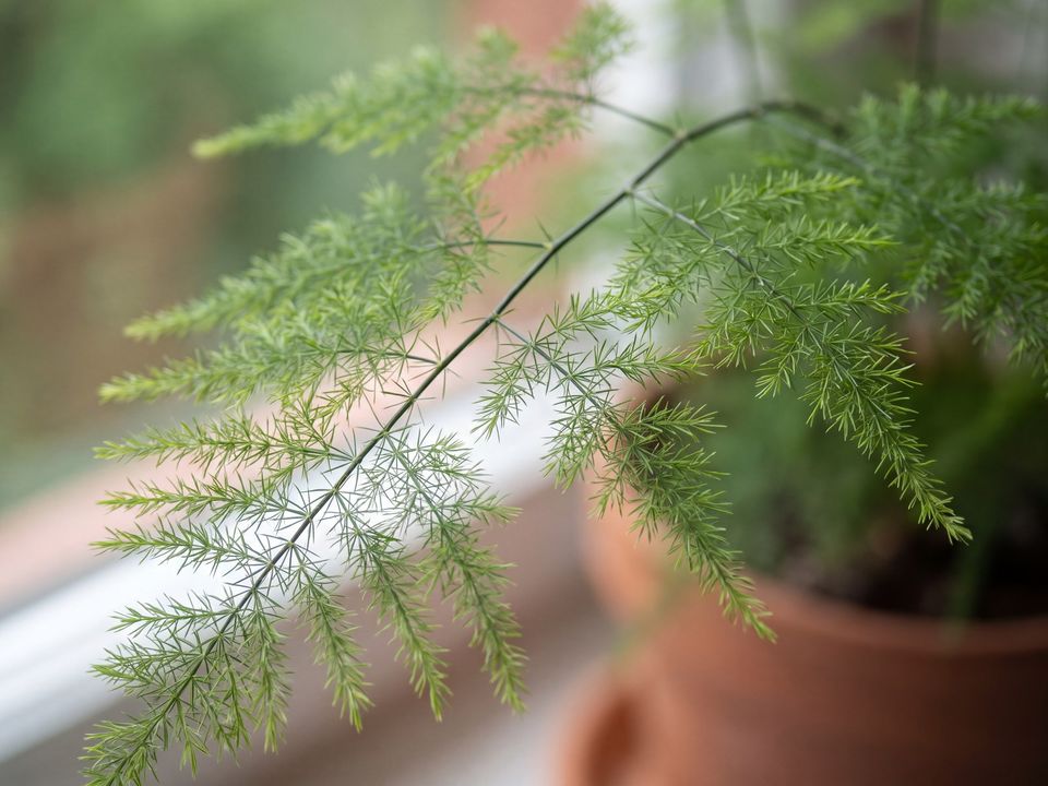 Asparagus Fern, the leaf up close