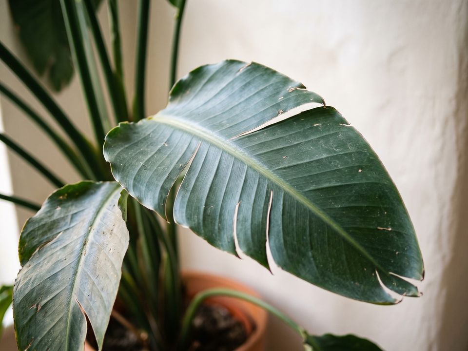 Bird of Paradise, the leaf up close