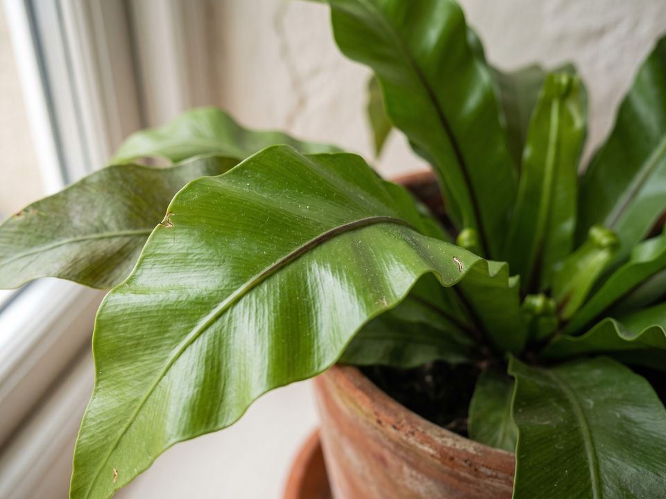 Bird’s Nest Fern, the leaf up close