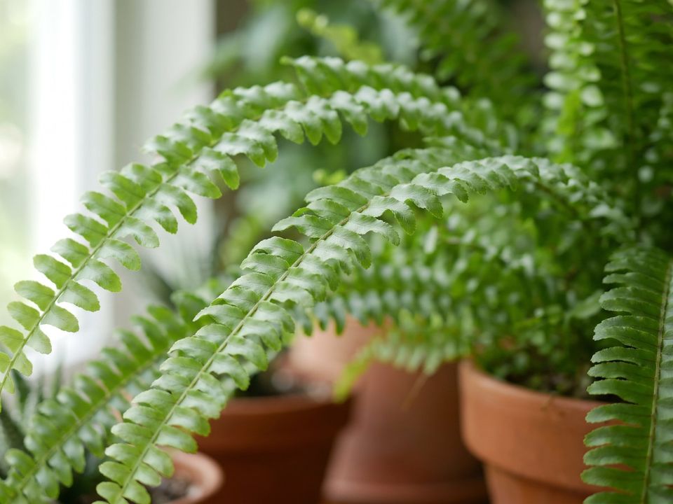 Boston Fern, the leaf up close