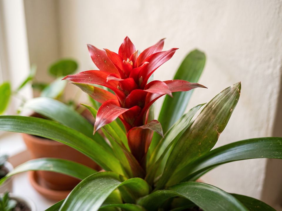 Bromeliad, the leaf up close