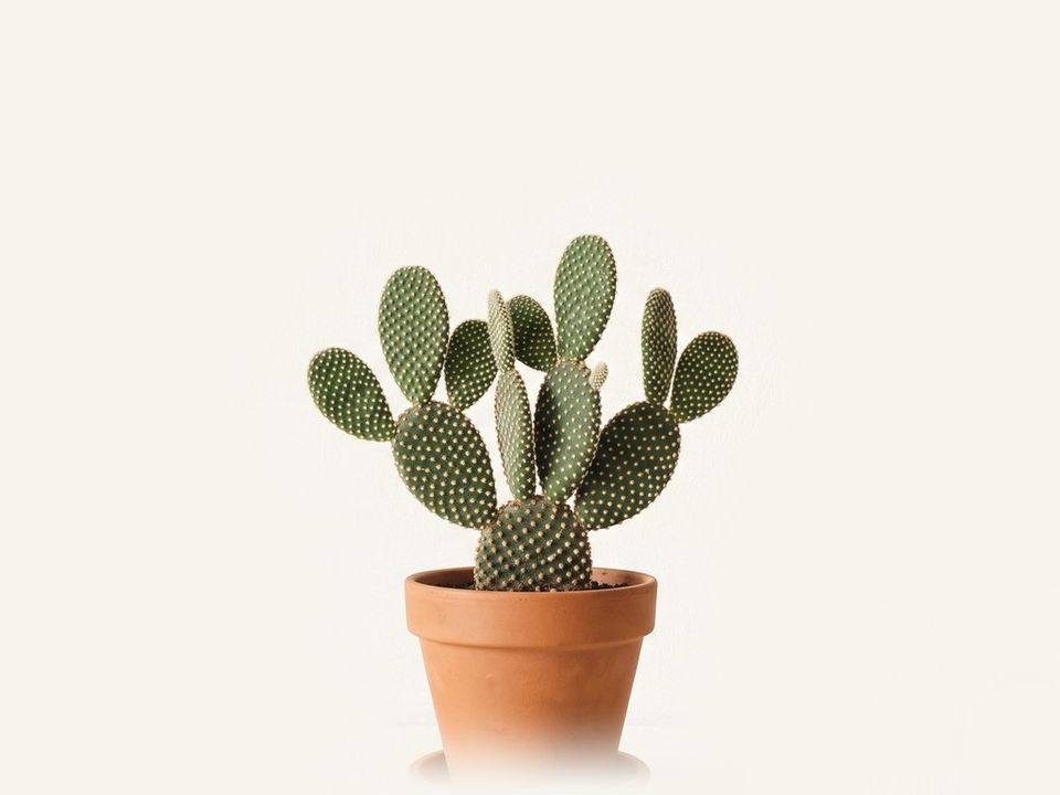 Nopal cegador