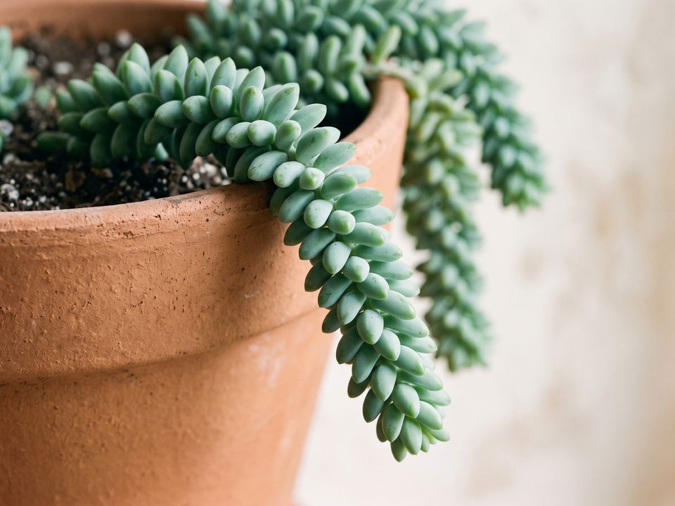 Burro’s Tail, the leaf up close