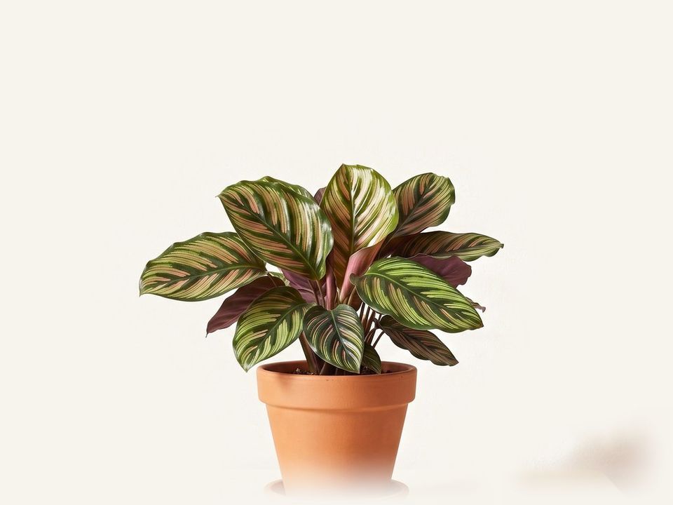 Calathea