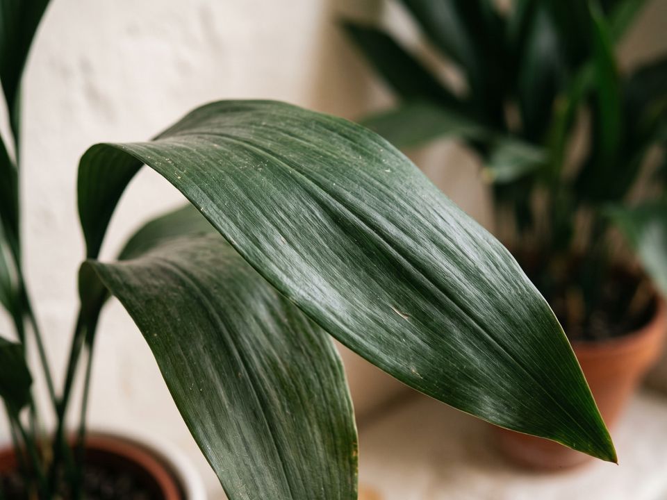 Cast Iron Plant, the leaf up close