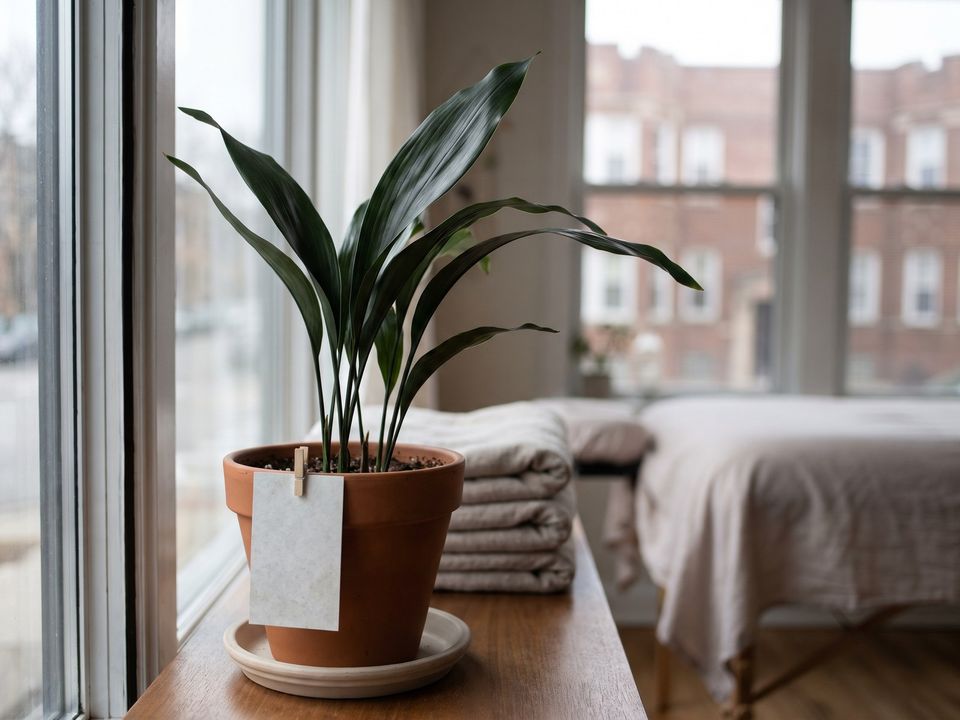 La aspidistra en uno de los lugares