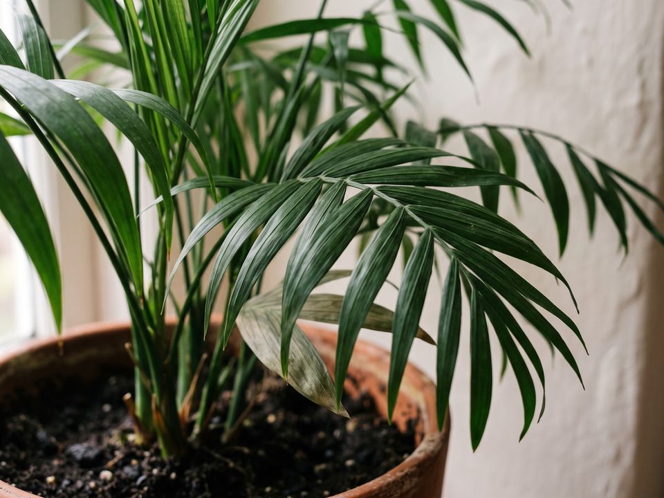 Cat Palm, the leaf up close
