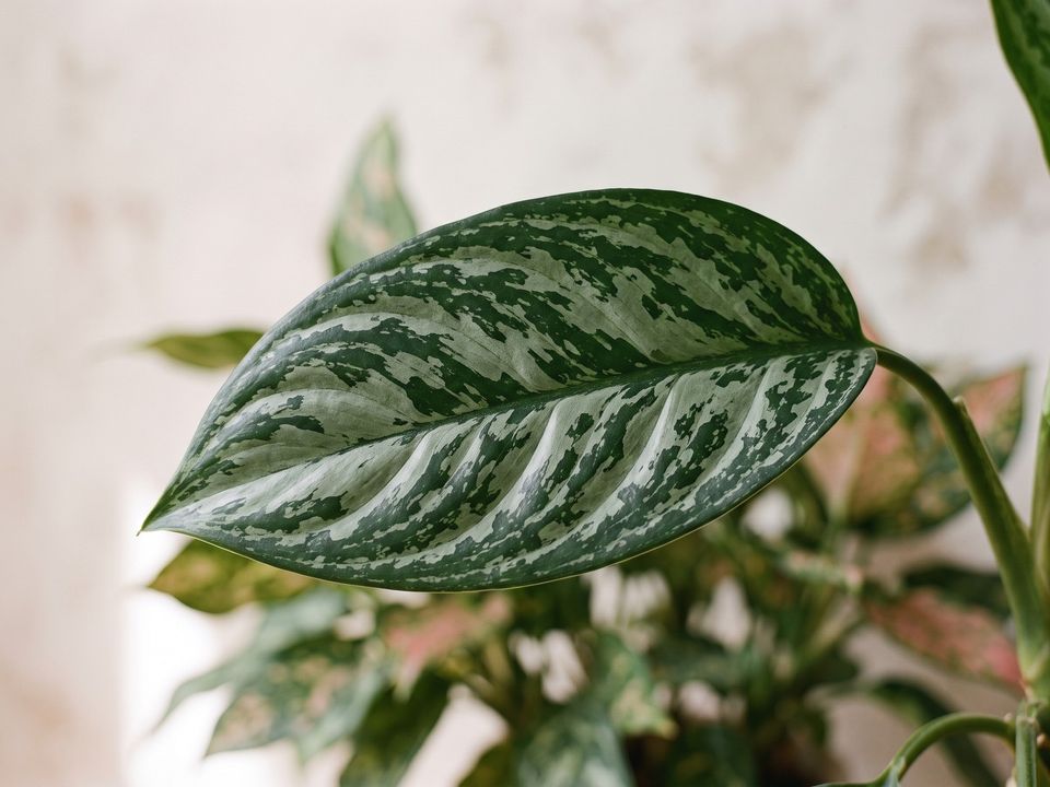 Chinese Evergreen, the leaf up close