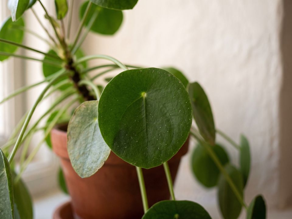 Chinese Money Plant, the leaf up close