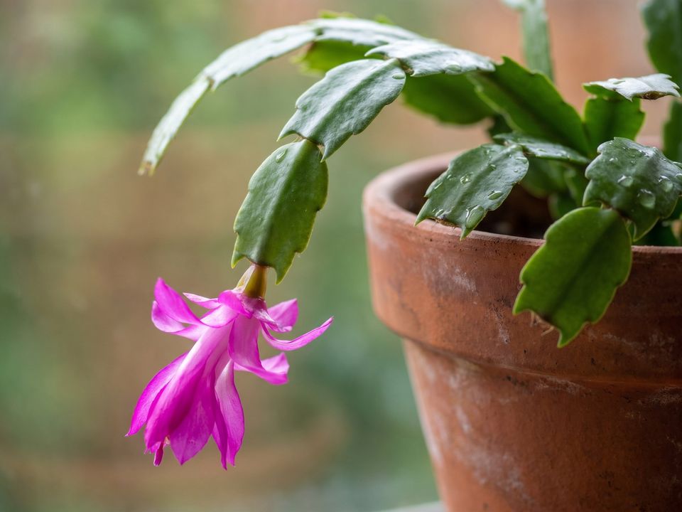 Christmas Cactus, the leaf up close