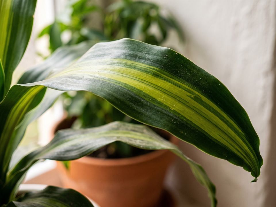 Corn Plant, the leaf up close
