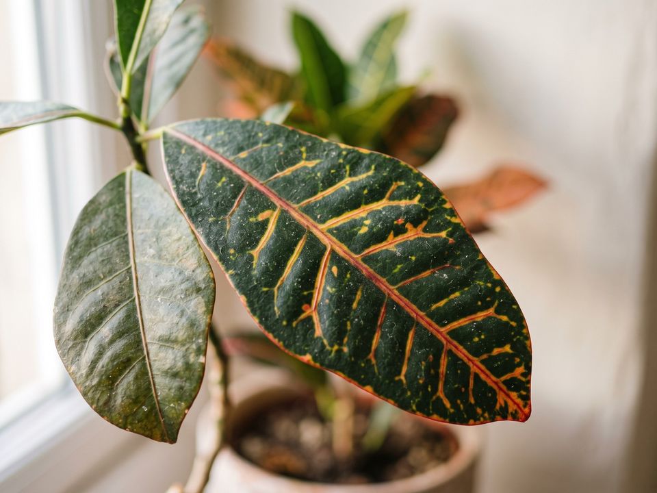 Croton, the leaf up close