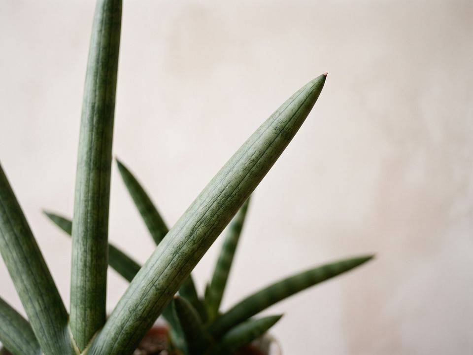 Cylindrical Snake Plant, the leaf up close