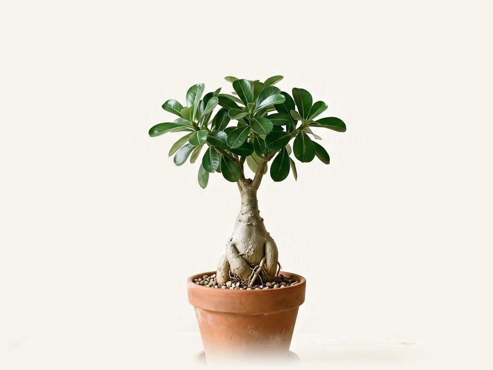 Rosa del desierto