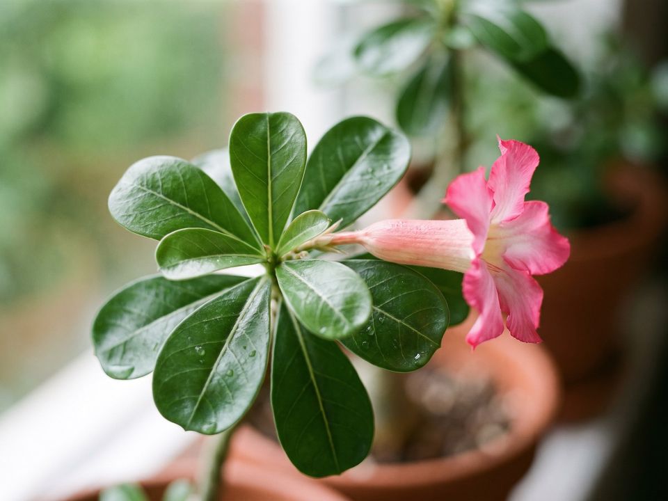 Desert Rose, the leaf up close