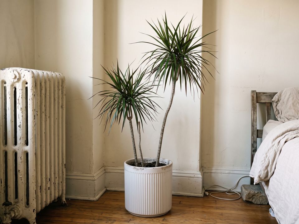Dracena marginata en casa