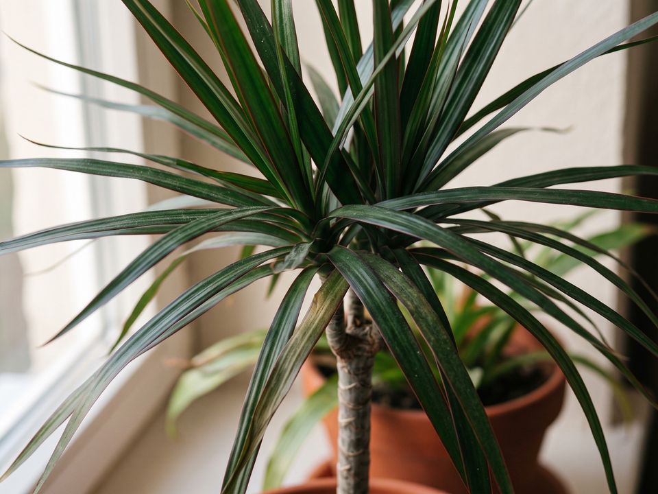 Dracaena Marginata, the leaf up close