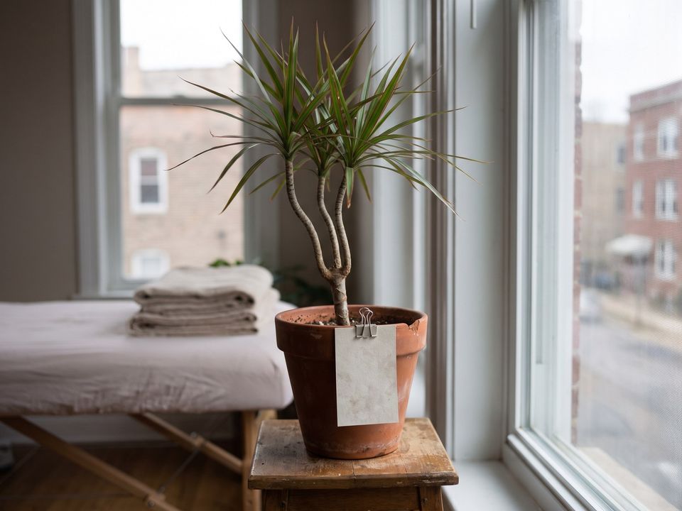 La dracena marginata en uno de los lugares