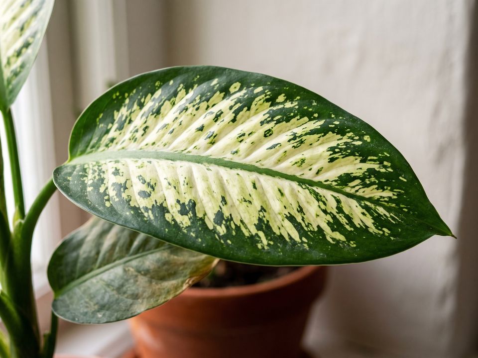 Dumb Cane, the leaf up close