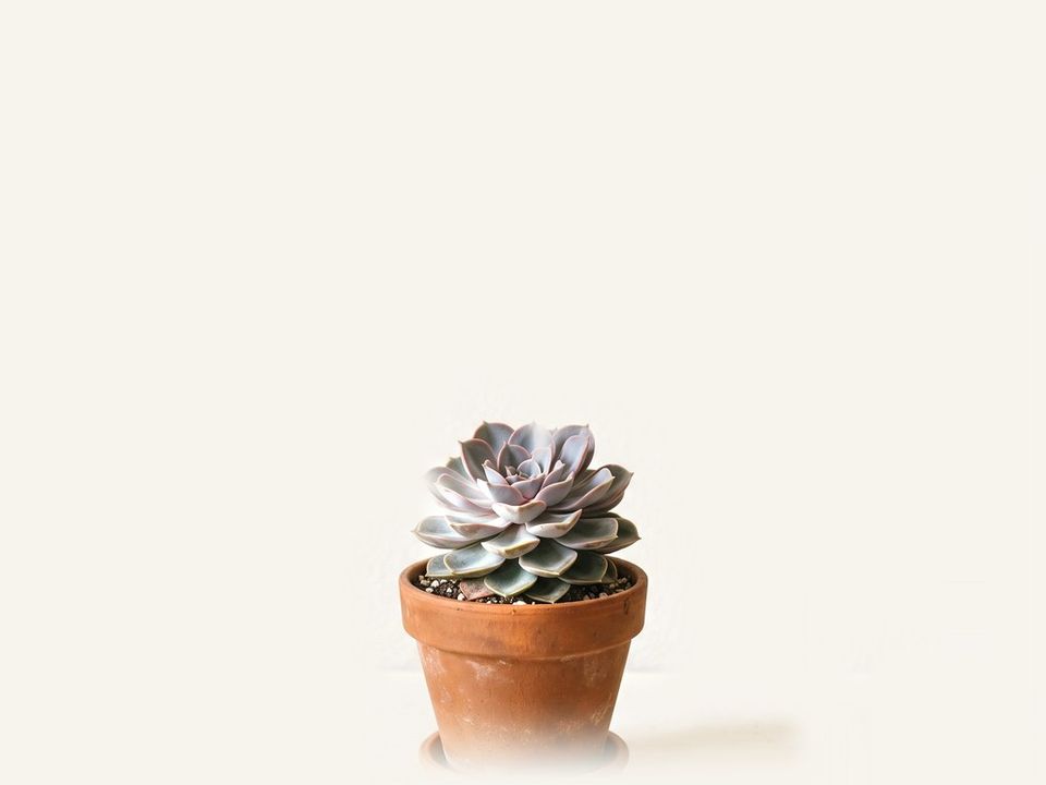 Echeveria