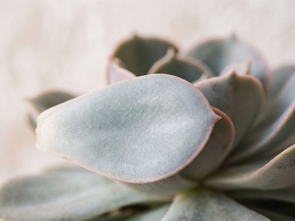 Echeveria, the leaf up close