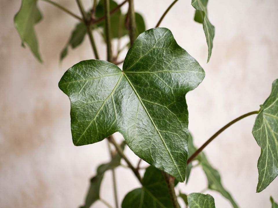English Ivy, the leaf up close