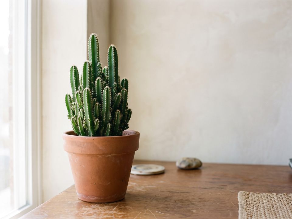 Cactus castillo de hadas en casa