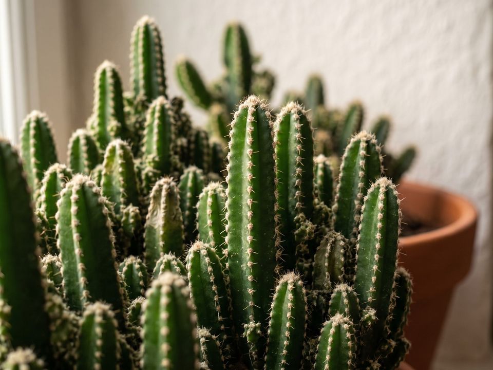 Fairy Castle Cactus, the leaf up close