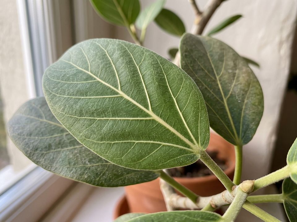 Ficus Audrey, the leaf up close
