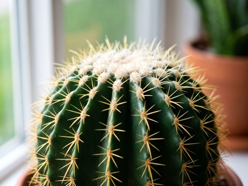 Golden Barrel Cactus, the leaf up close