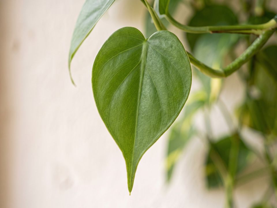 Heartleaf Philodendron, the leaf up close
