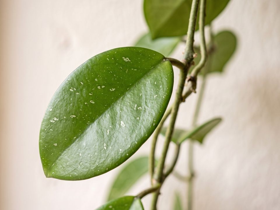 Hoya, the leaf up close