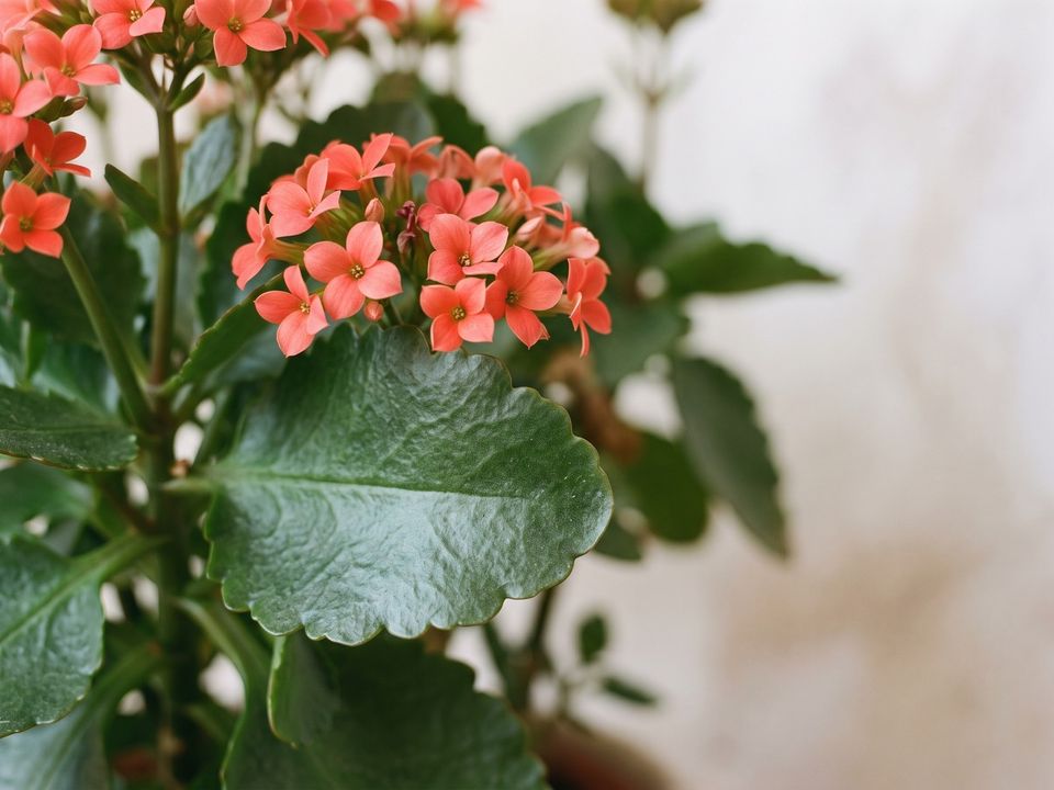 Kalanchoe, the leaf up close