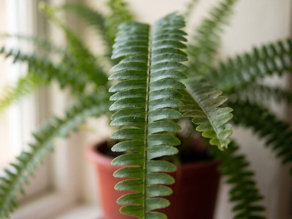 Kimberly Queen Fern, the leaf up close