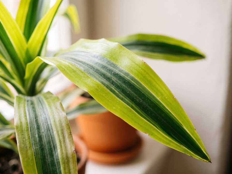 Lemon Lime Dracaena, the leaf up close