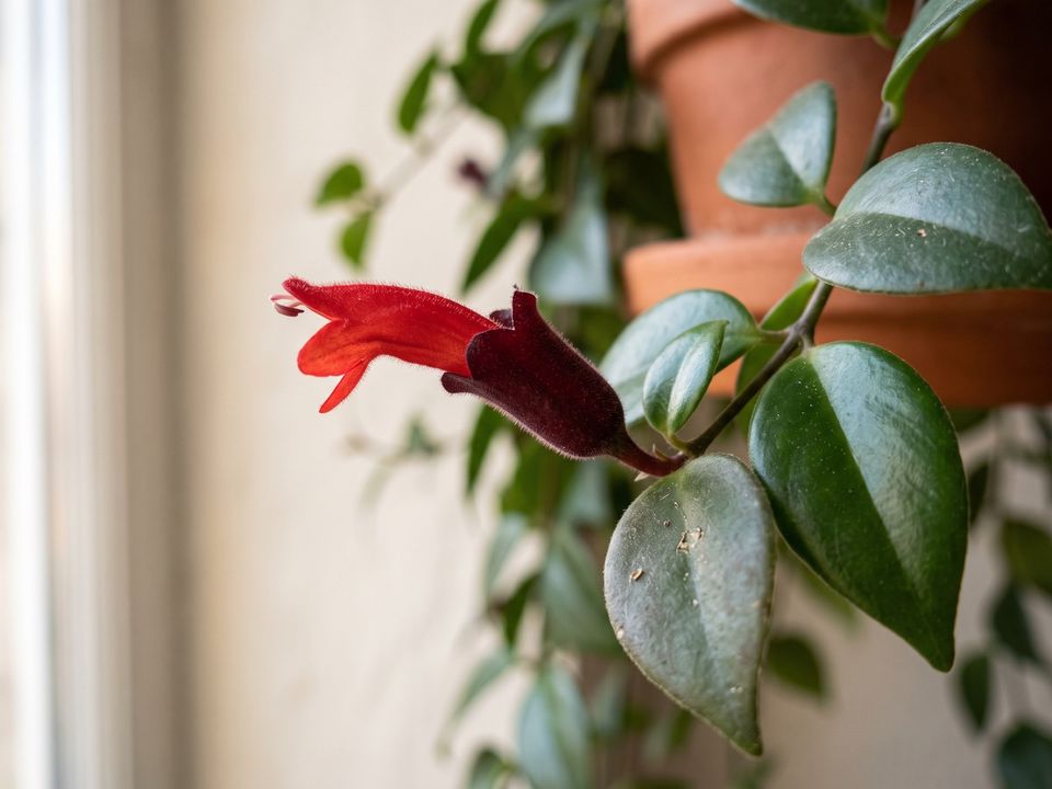 Lipstick Plant, the leaf up close
