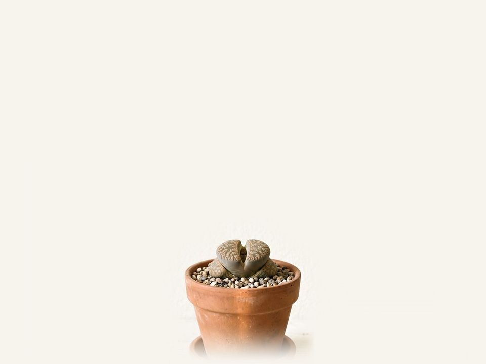 Piedras vivas
