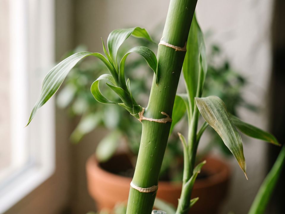 Lucky Bamboo, the leaf up close