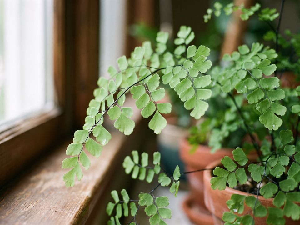 Maidenhair Fern, the leaf up close