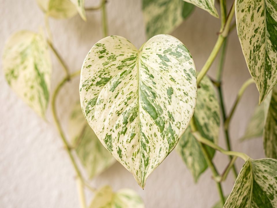 Marble Queen Pothos, the leaf up close