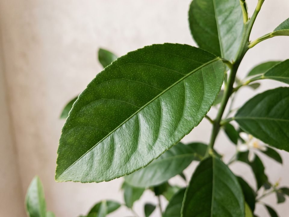 Meyer Lemon, the leaf up close